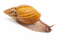 Lissachatina zanzibarica typ 3 semiadult, 7cm